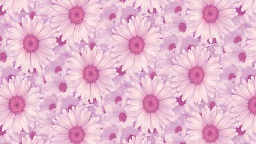 Printed Wafer Paper - Pink Daisy - Click Image to Close